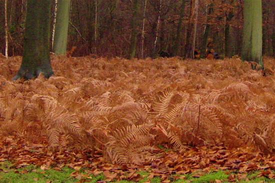 Deep red bracken Forest Gate Windsor Great Park December 2007